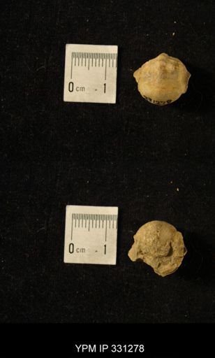 Pharkidonotus tricarinatus