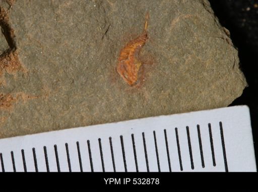 undet. Synziphosurina