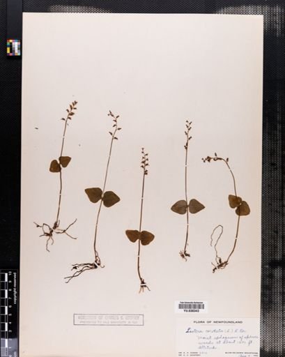 Listera cordata