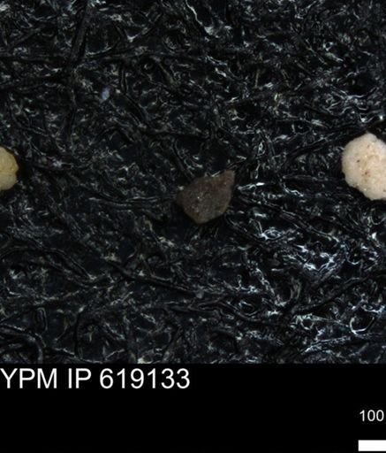 undet. Foraminiferida