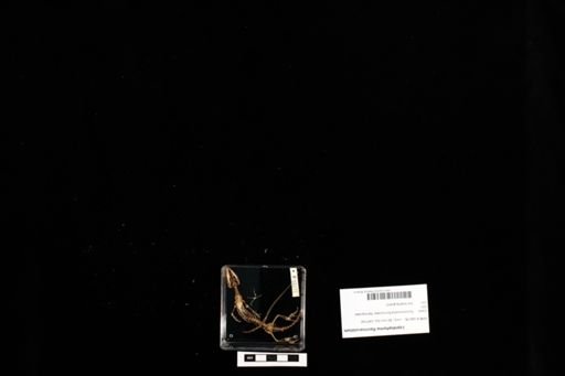 Lepidophyma flavimaculatum