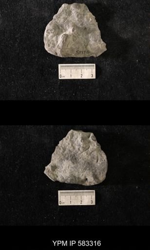 Hallopora andrewsi