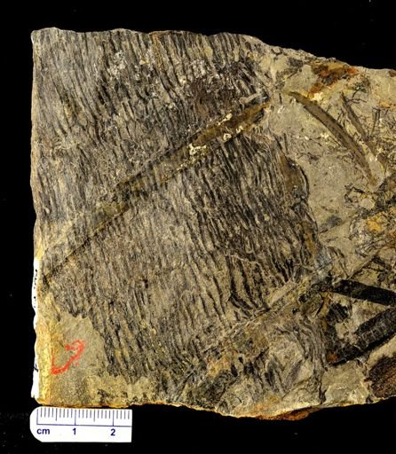 Calamites sp.