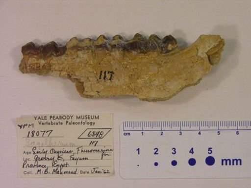 Saghatherium sp.