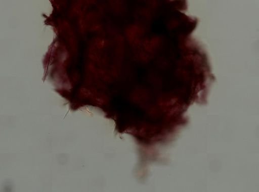 Clathria juniperina