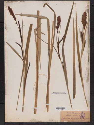 Carex acuta