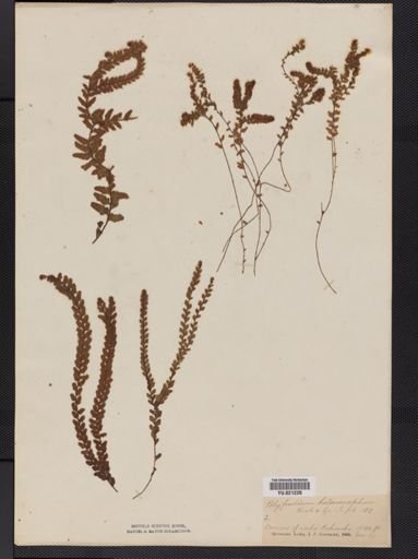 Polypodium