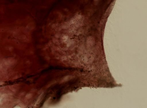 Ircinia strobilina