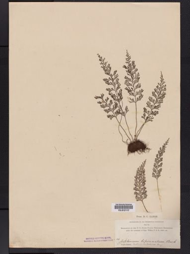 Asplenium