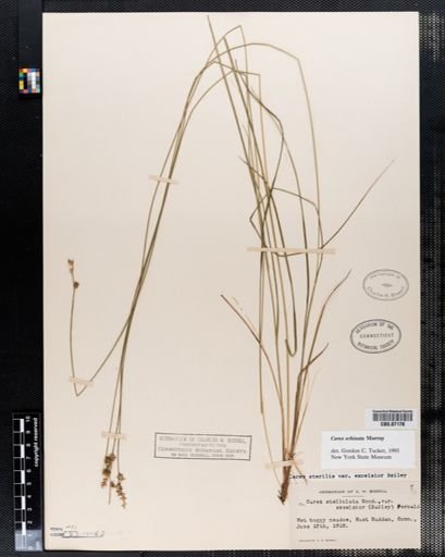 Carex sterilis
