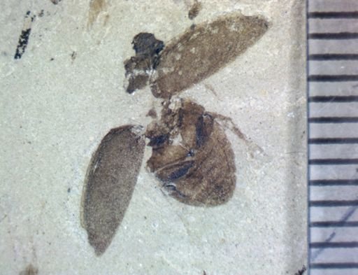 undet. Polyphaga