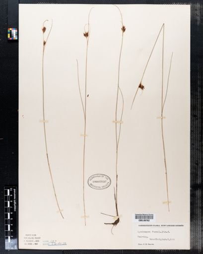 Rhynchospora fusca