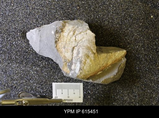 Inoceramus sp.