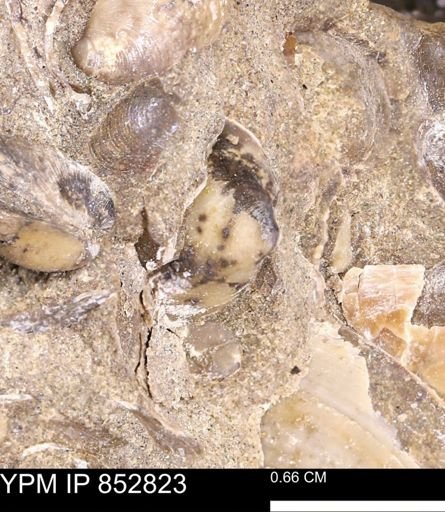 Limopsis striatopunctatus