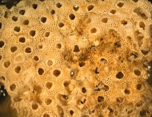 Cryptosula pallasiana