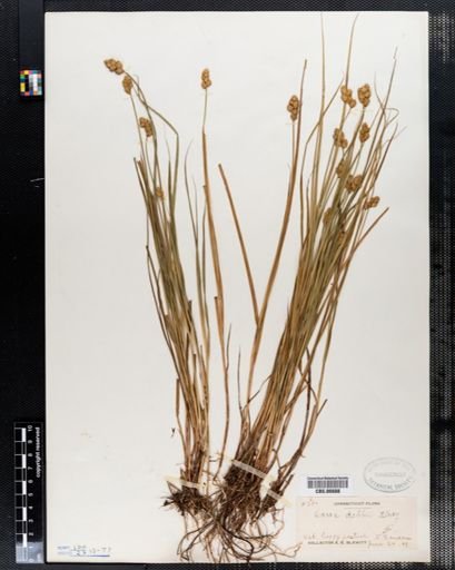 Carex bebbii