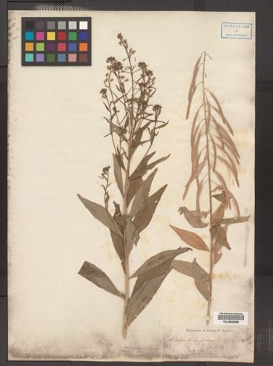 Arabis canadensis