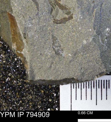 undet. Mollusca