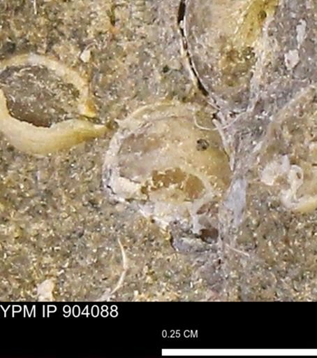 Corbulamella?