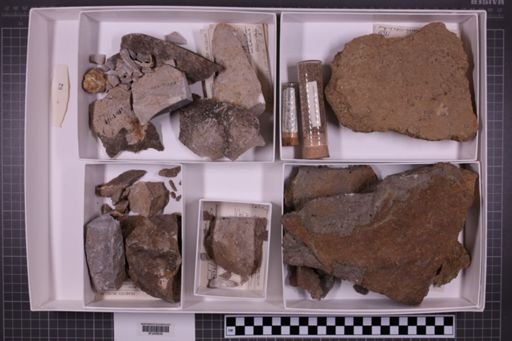 mixed taxa, stratigraphic collection