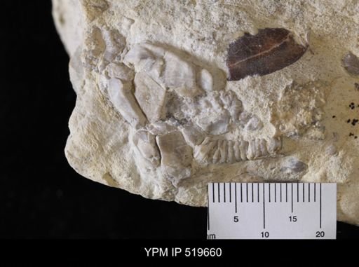 Pleurocystites?