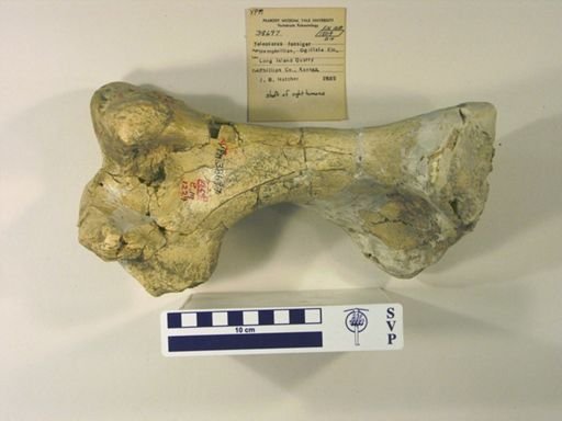 Teleoceras fossiger
