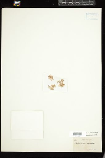 Ceramium echionotum