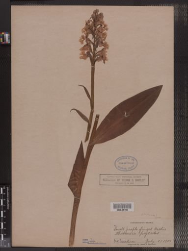 Habenaria psycodes