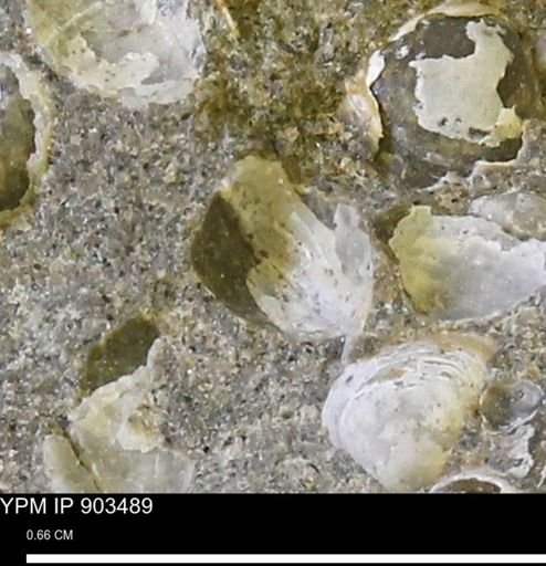Corbulamella sp.
