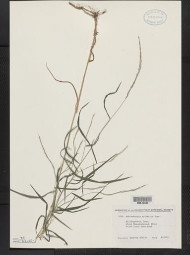 Muhlenbergia sylvatica