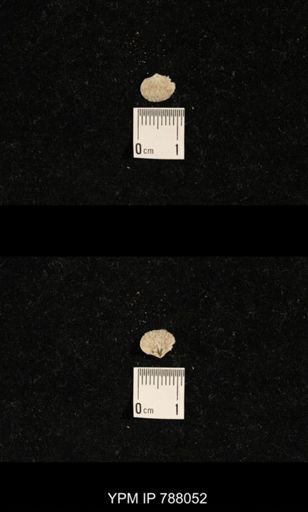 Brachiopoda