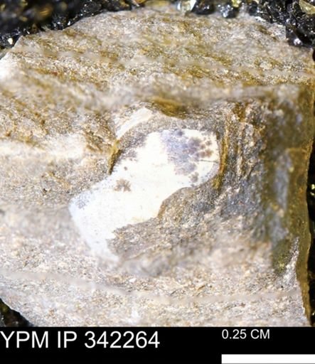 undet. Bivalvia