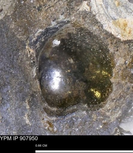 undet. Mollusca