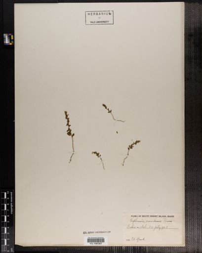 Plantae