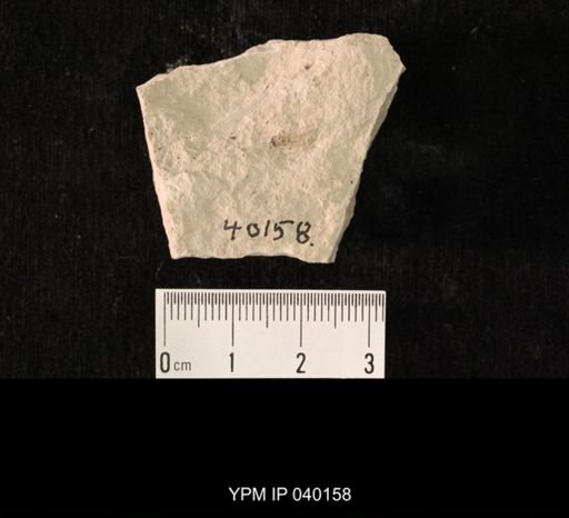 undet. Hexapoda