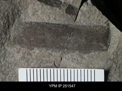 undet. Eurypterida