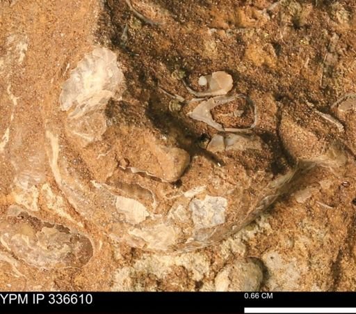 undet. Bivalvia