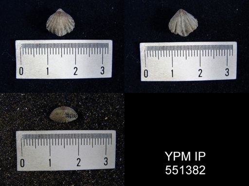 Camarotoechia whitei
