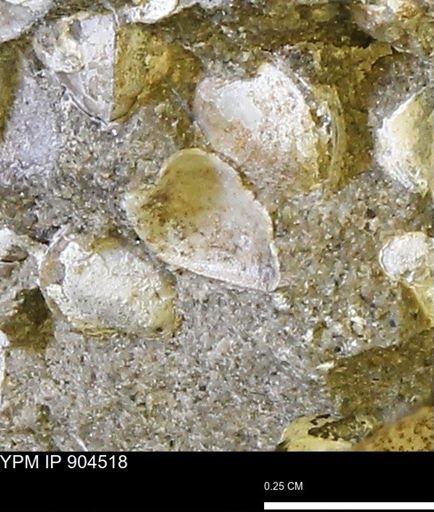 Corbulamella?