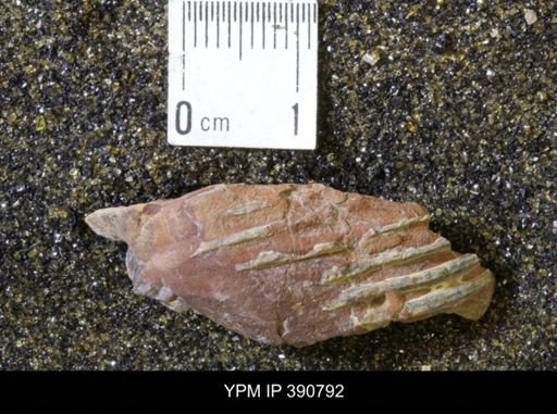 undet. Scaphitidae