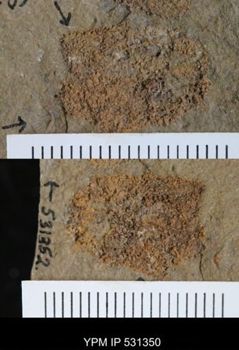 undet. Echinodermata