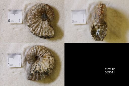undet. Scaphitidae
