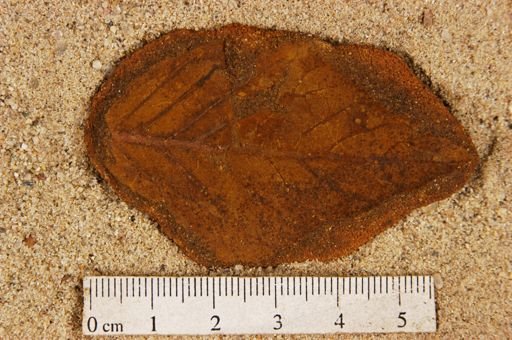 Angiospermopsida