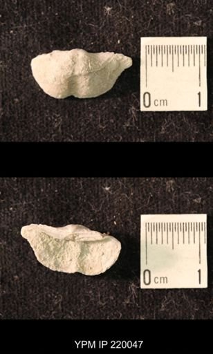 Chonetina flemingi alata