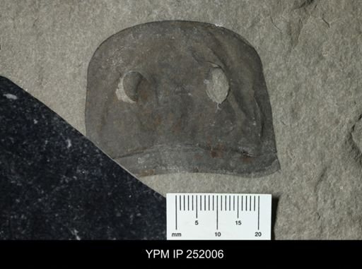 Eurypterus sp.