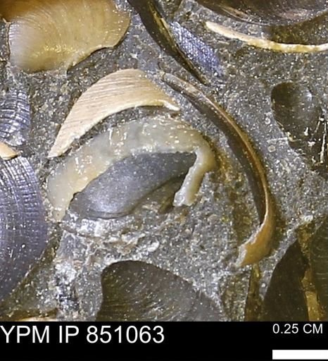 Limopsis striatopunctatus