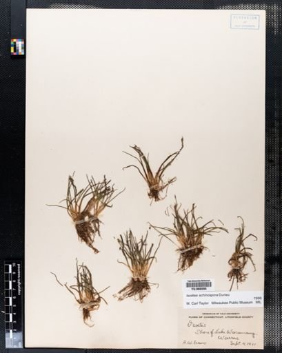 Isoetes echinospora