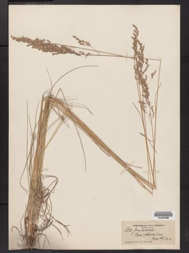 Poa pratensis