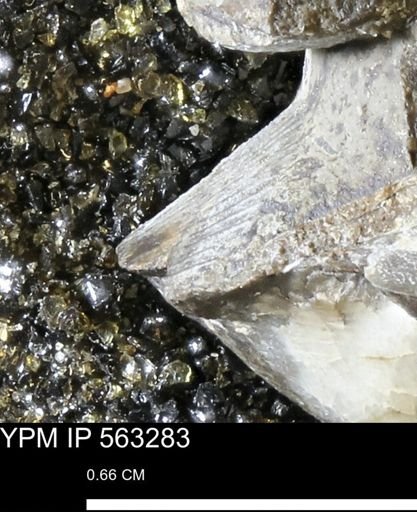 Oxytoma (Hypoxytoma)