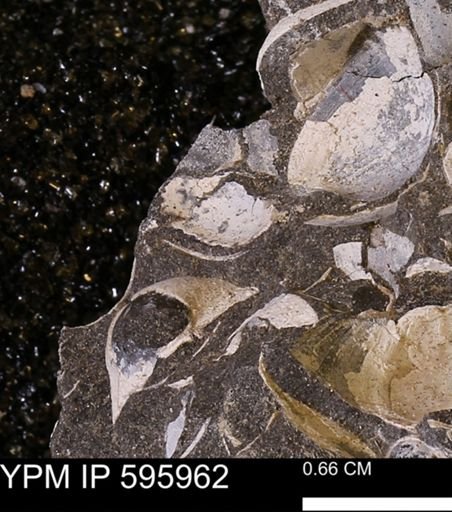 Protocardia?